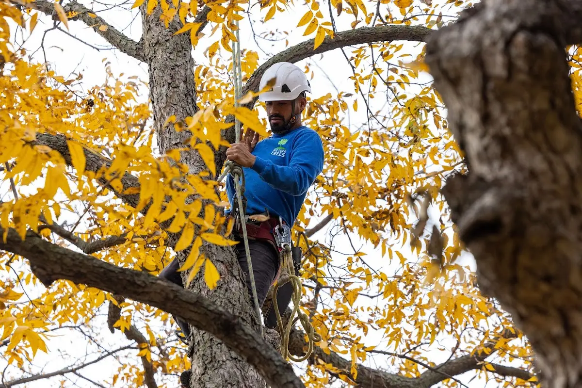 Skilled Storm Damage Cleanup crew working in Harris